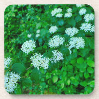 Cornus sanguinea 
