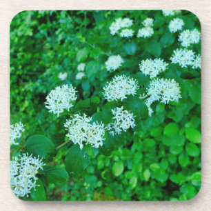 Cornus sanguinea coaster