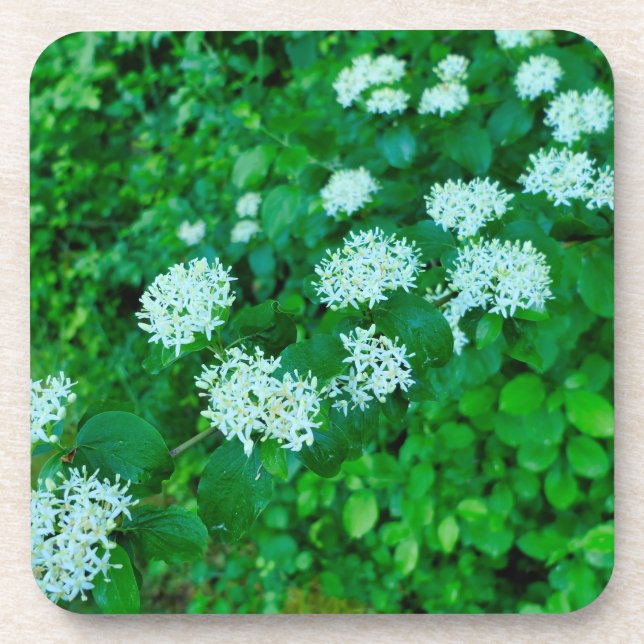Cornus sanguinea  coaster (Front)