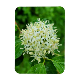 Cornus sanguinea magnet