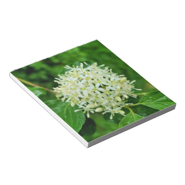 Cornus sanguinea  notepad (Angled)