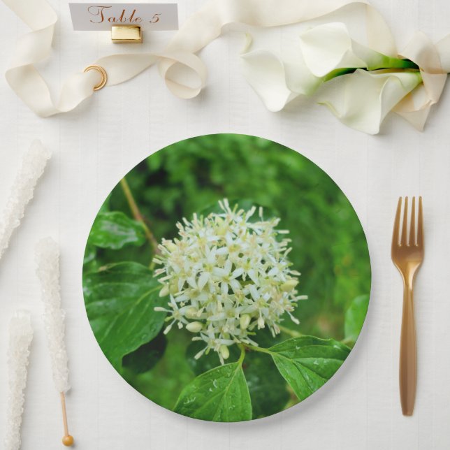 Cornus sanguinea Paper Plate (Wedding)