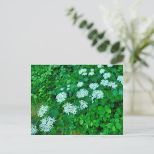 Cornus sanguinea  postcard
