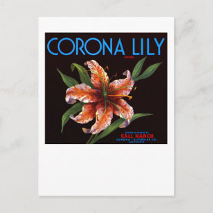 Corona Lily Postcard