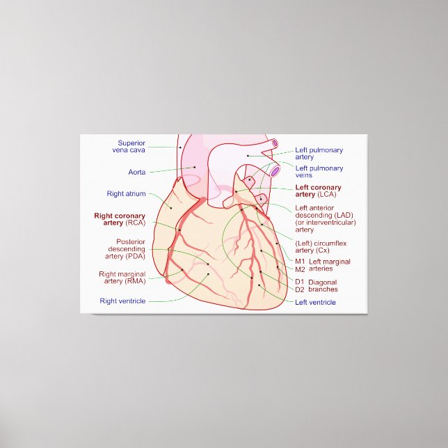Coronary Arteries Circulation Diagram Human Heart Canvas Print (Front)