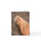Corona's Dawn Portrait Wild Horse Greeting Card