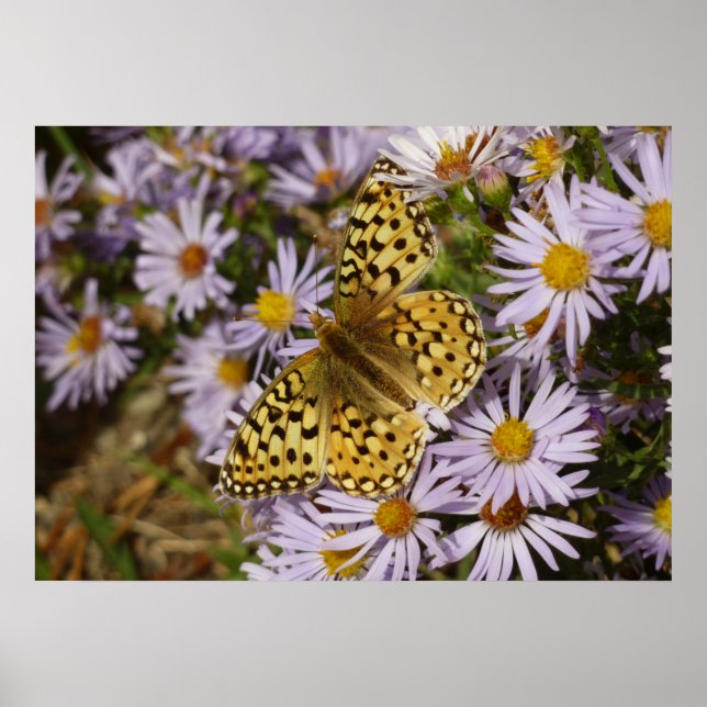 Coronis Fritillary on Aster Flowers at Grand Teton Poster (Front)