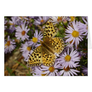 Coronis Fritillary sur Aster Flowers à Grand Teton