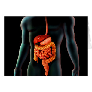 Corps Humain Et Système Digestif