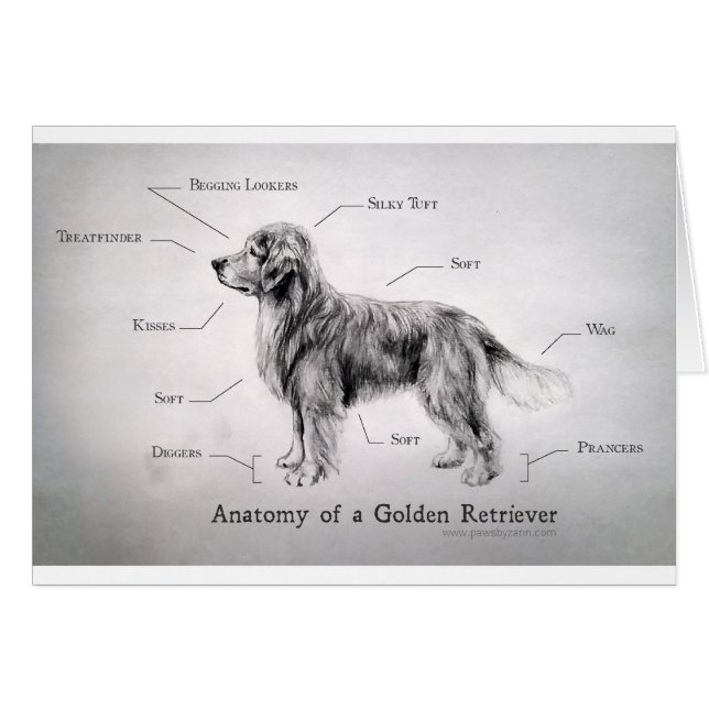 Correct Anatomy of a Golden Retriever [funny] (Front Horizontal)