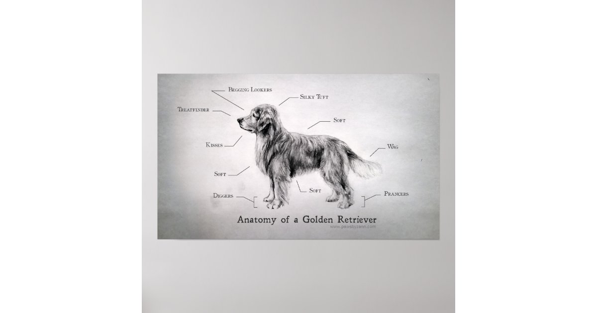 Correct Anatomy of a Golden Retriever Poster | Zazzle.ca