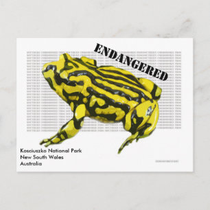Corroboree Frog Kosciuszko National Park Postcard
