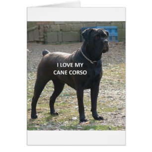 corso noir amour avec pic