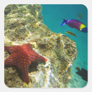 Cortez Rainbow Wrasse male and female and sea Square Sticker