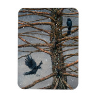 Corvus Corvidae and the Cedar Magnet