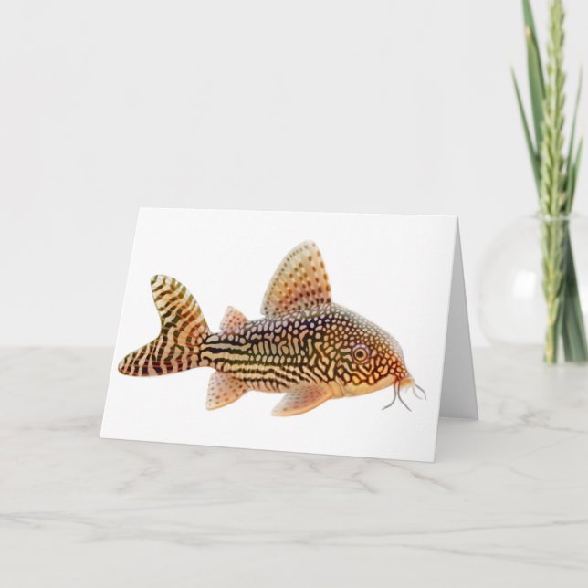Corydoras Catfish Greeting Card (Front)