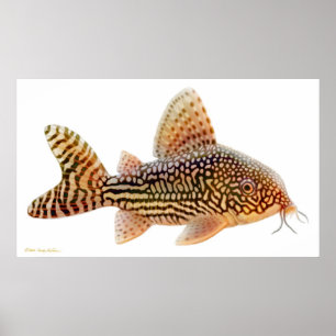 Corydoras Sterbai Catfish Print