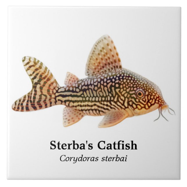 Corydoras Sterbai Catfish Tile (Front)