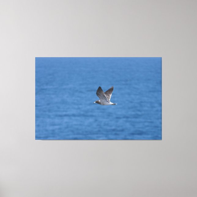 Cory's Shearwater Canvas Print (Front)