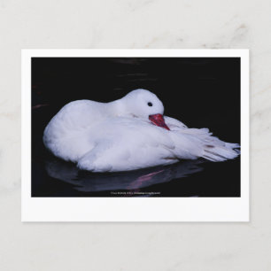 Coscoroba Swan P3442 Postcard