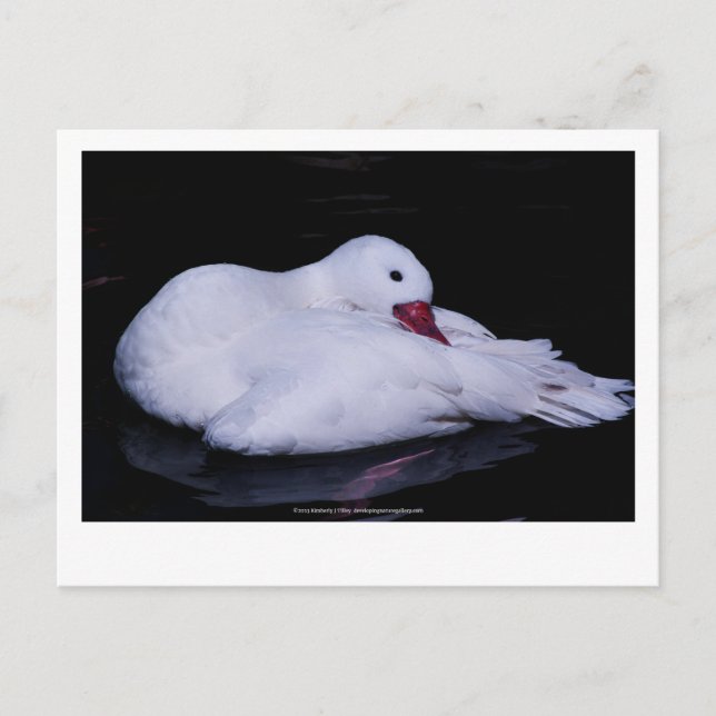 Coscoroba Swan P3442 Postcard (Front)