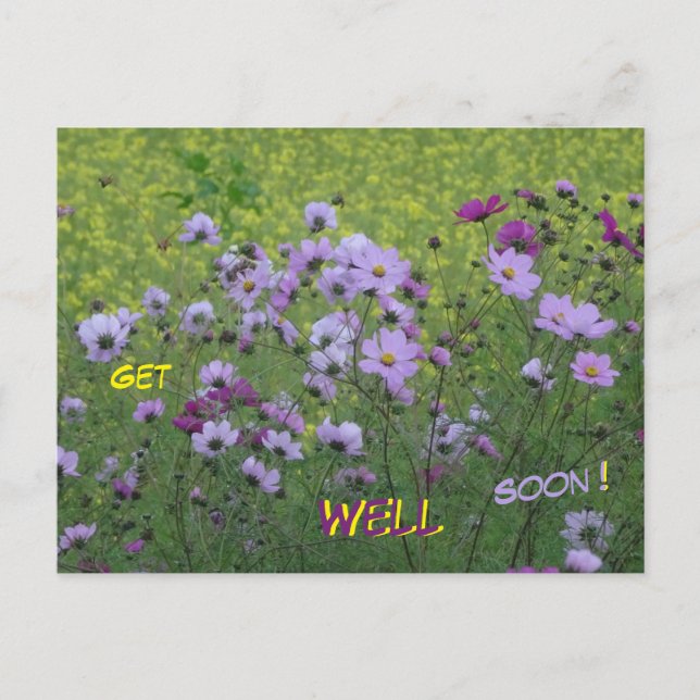 Cosmea & Rapeseed Field Get Well Soon Postcard (Front)