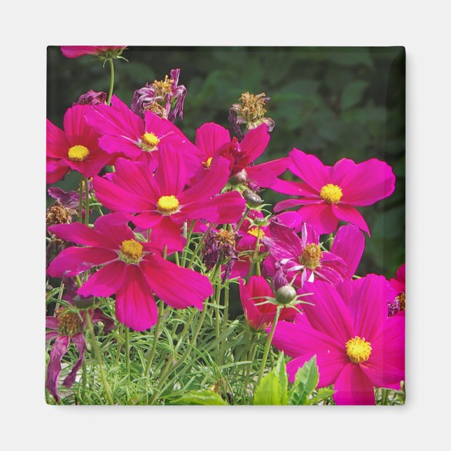 Cosmo Flowers magnet (Front)