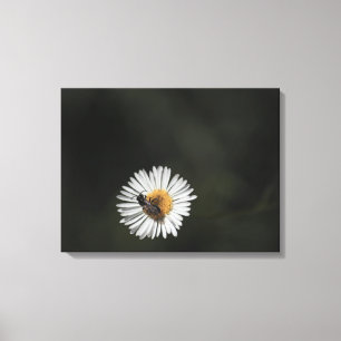 Cosmopolitan Bee Canvas Print