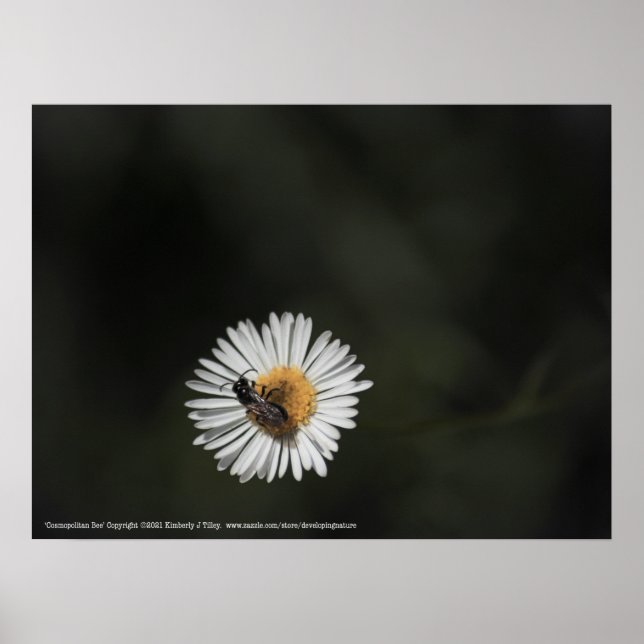 Cosmopolitan Bee Poster (Front)