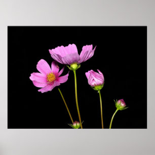 Cosmos at Night Poster