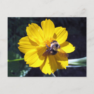 Cosmos Attracts Bumblebee Postcard