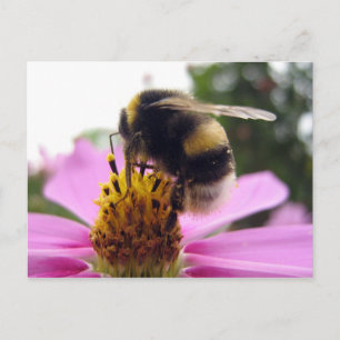 Cosmos bipinnatus postcard