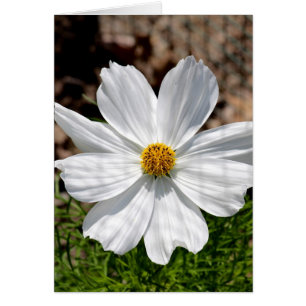 Cosmos blanc