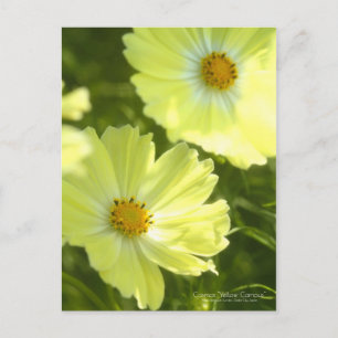 Cosmos "Campus Jaune" : Carte postale