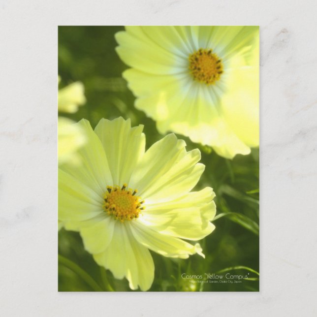 Cosmos "Campus Jaune" : Carte postale (Devant)