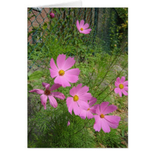 cosmos cards