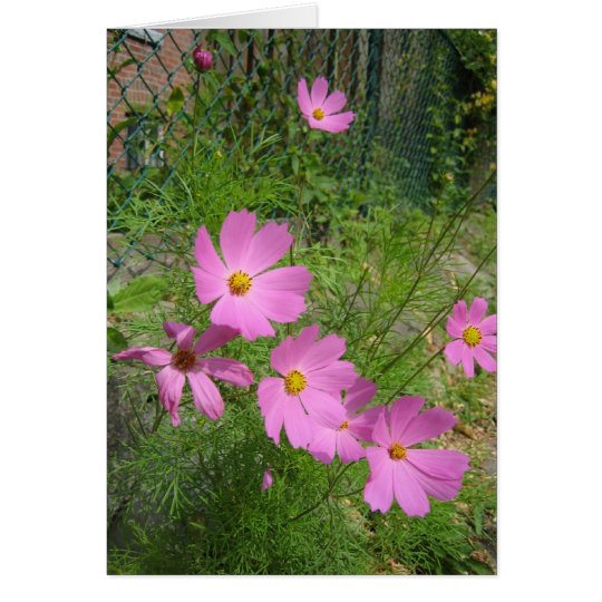 cosmos cards