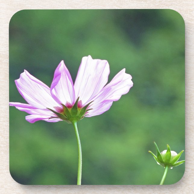 Cosmos Coaster (Front)