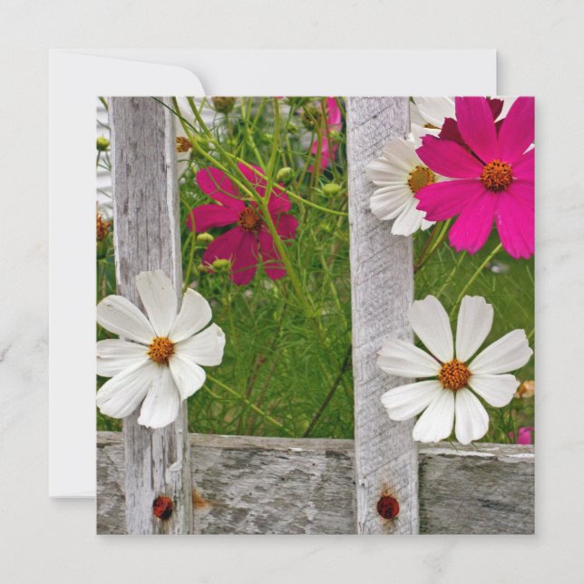 Cosmos Collection (Front)