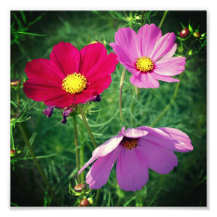 Cosmos Daisy Flower Trio 8x8 Photo Print