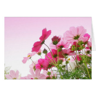Cosmos dans le rose