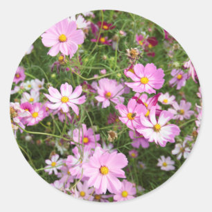 Cosmos Flower (Bidens Formosa). Kirkwood Classic Round Sticker