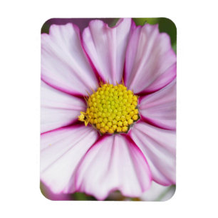 Cosmos Flower (bidens formosa) Magnet