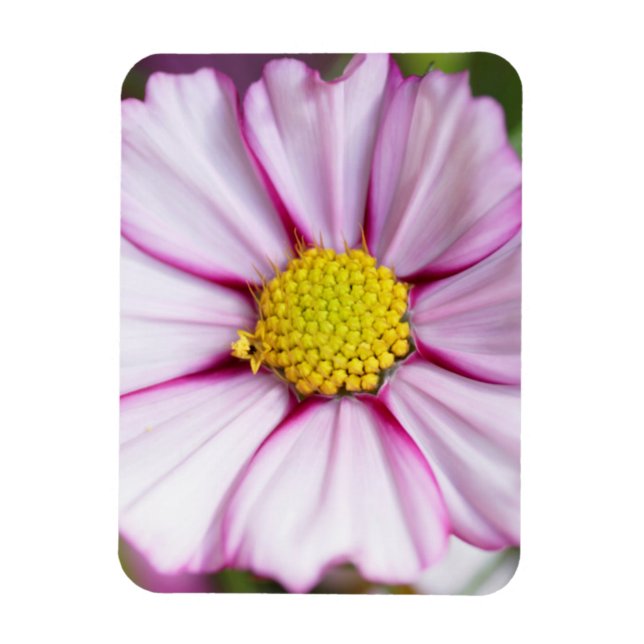 Cosmos Flower (bidens formosa) Magnet (Vertical)