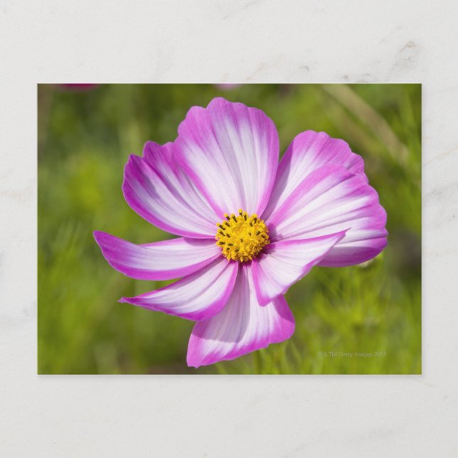 Cosmos flower head postcard (Front)