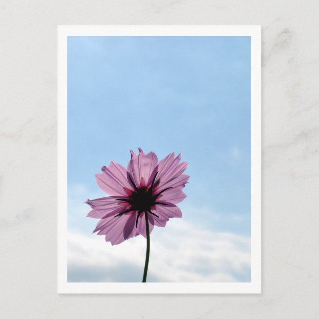 Cosmos Flower: Japan Postcard (Front)