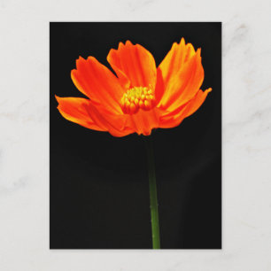 Cosmos Flower Postcard