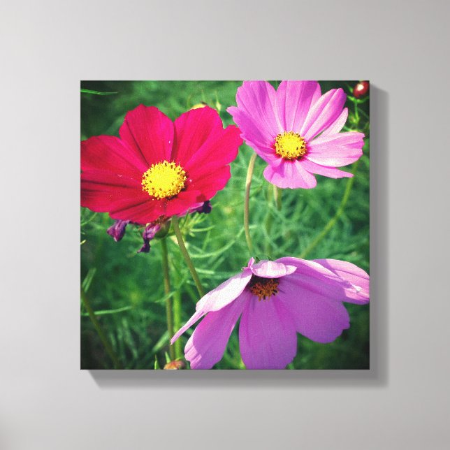 Cosmos Flower Trio  Canvas Print (Front)