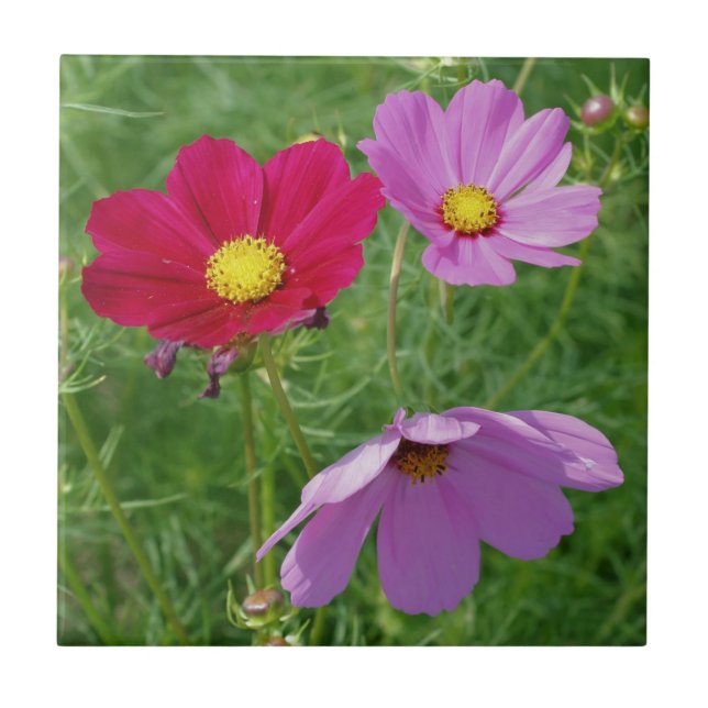 Cosmos Flower Trio Nature Tile (Front)