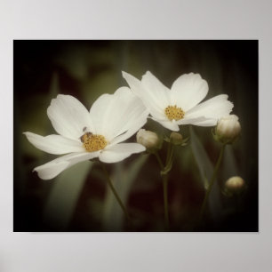 Cosmos Flowers And Bee  Poster
